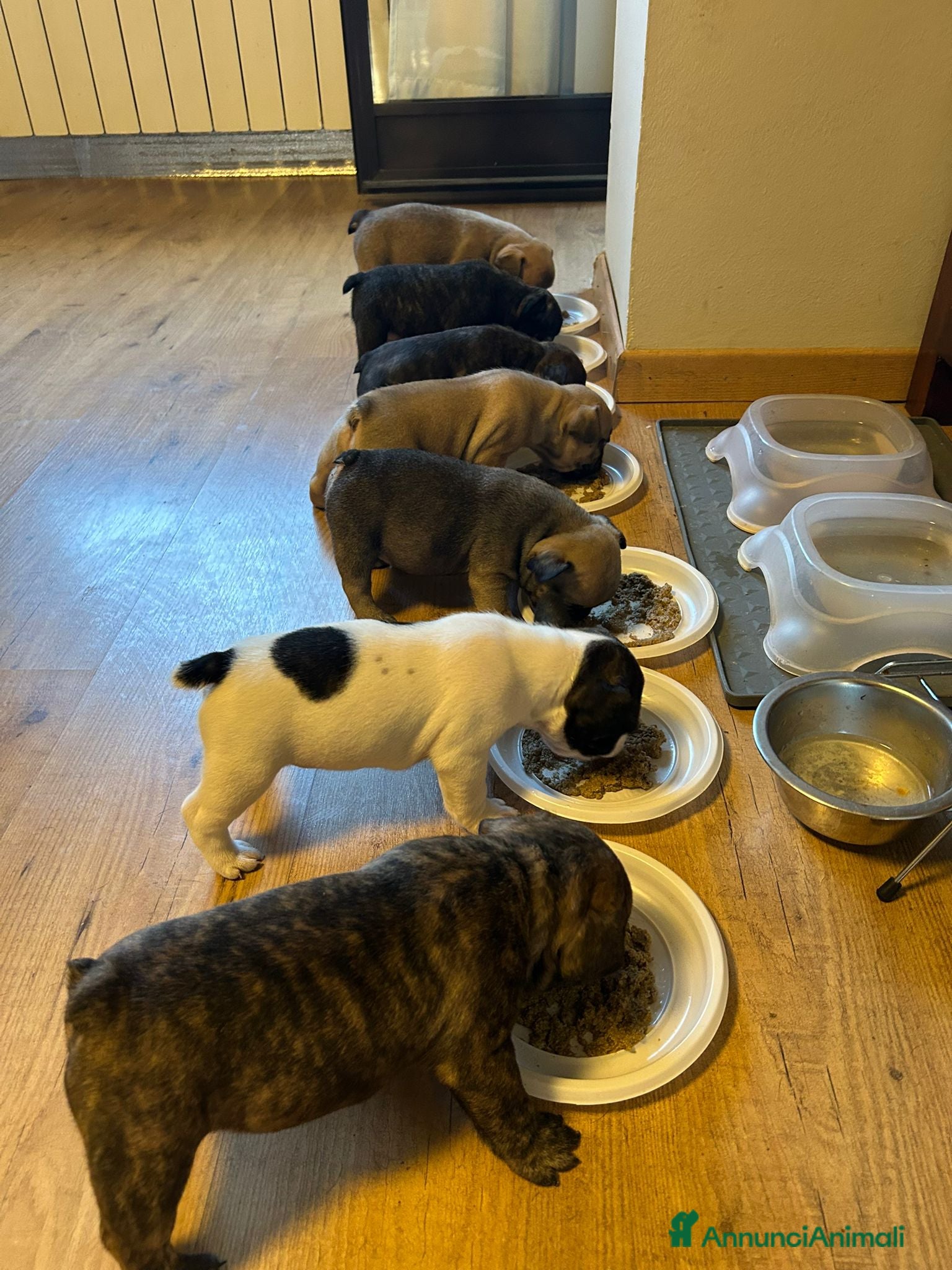 Bulldog Francese cani in vendita: Splendidi cuccioli di Bulldog Francese - Annuncio 1