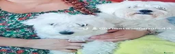 Maltese cani in vendita: Maltesi  - Annuncio 2