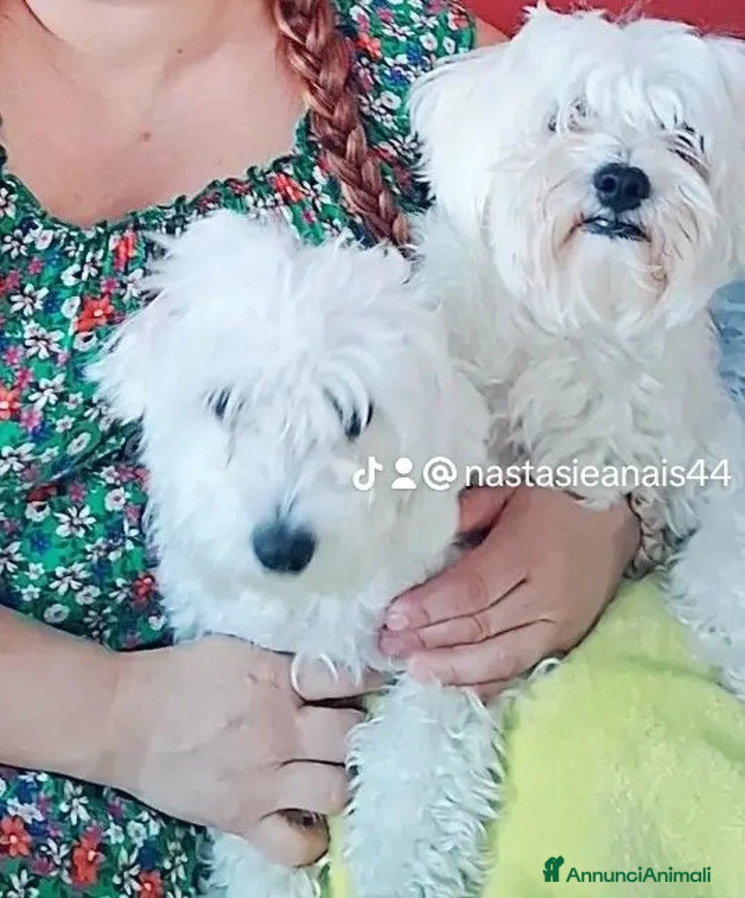 Maltese cani in vendita: Maltesi  - Annuncio 2