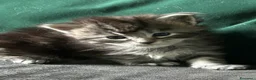 Maine Coon gatti in vendita: Maine Coon  - Annuncio 4