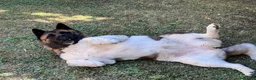 Akita Americano cani in regalo: Sasha ex fattrice a Provincia di Modena - Annuncio 3