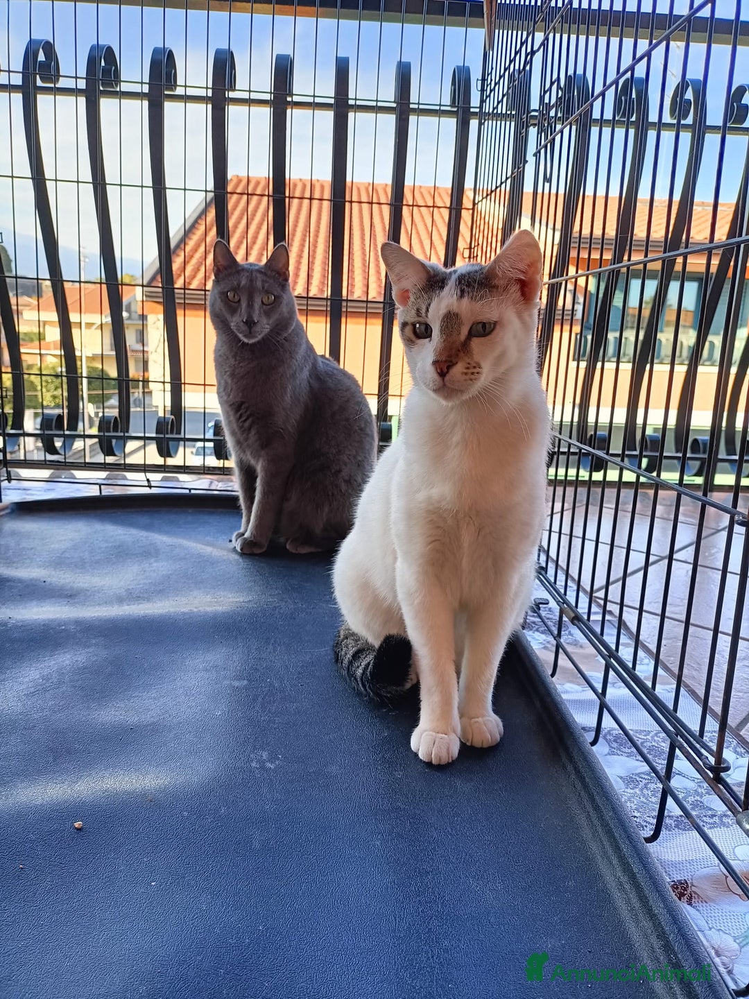 Certosino gatti in regalo: Micio Certosino e compagno inseparabile 2anni.SICI a Città metropolitana di Milano - Immagine 3