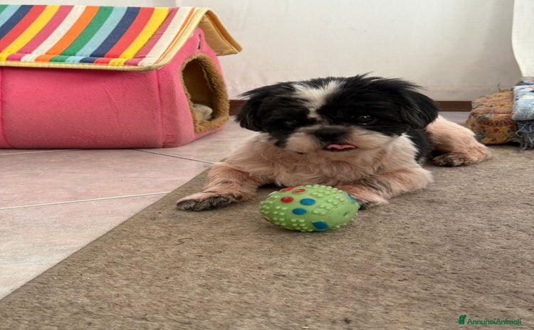 Shih Tzu cani a Provincia di Bergamo - Annuncio 18