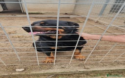 Rottweiler cani in regalo: Ares: 5 anni, Rottweiler equilibrato, socievole  a Città Metropolitana di Genova - Immagine 8