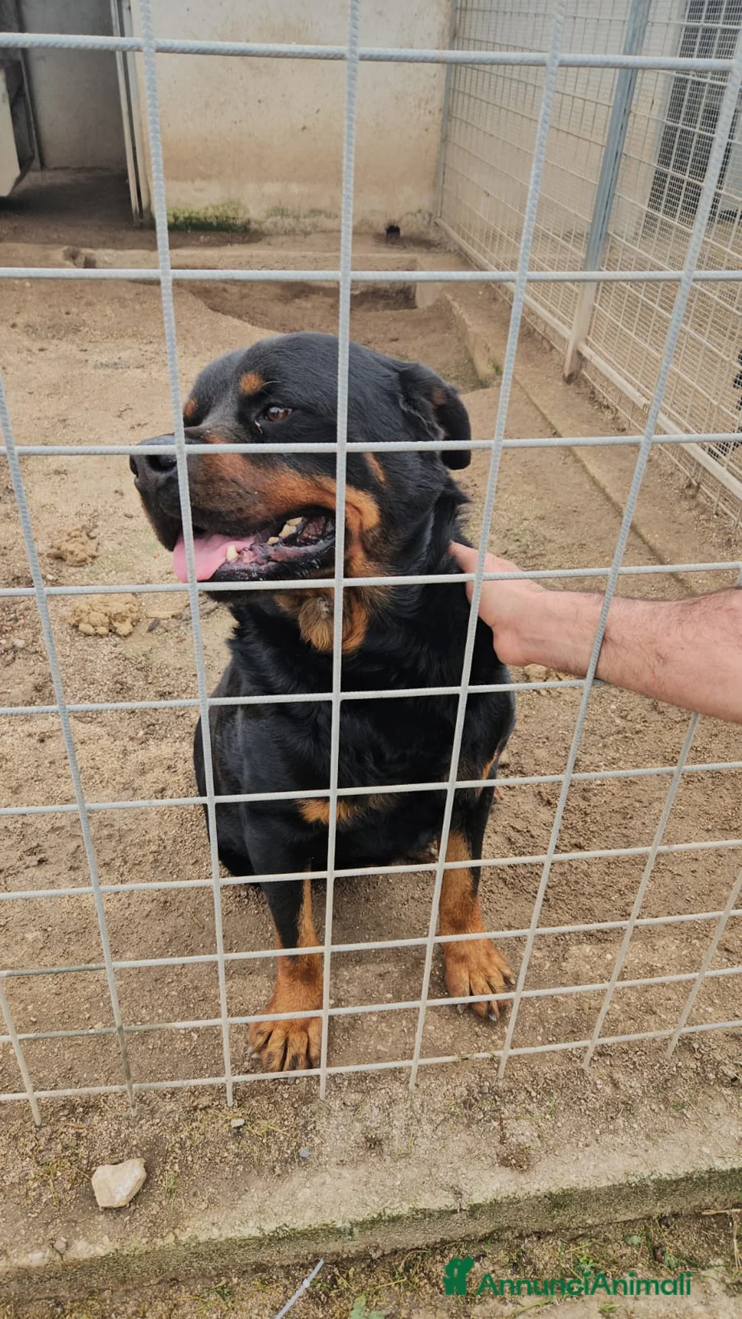 Rottweiler cani in regalo: Ares: 7 anni, Rottweiler equilibrato, socievole  a Città Metropolitana di Genova - Annuncio 11