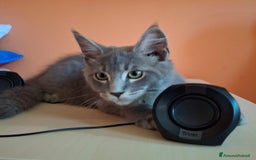 Maine Coon gatti in vendita: maine coon a Provincia di Vicenza - Immagine 3