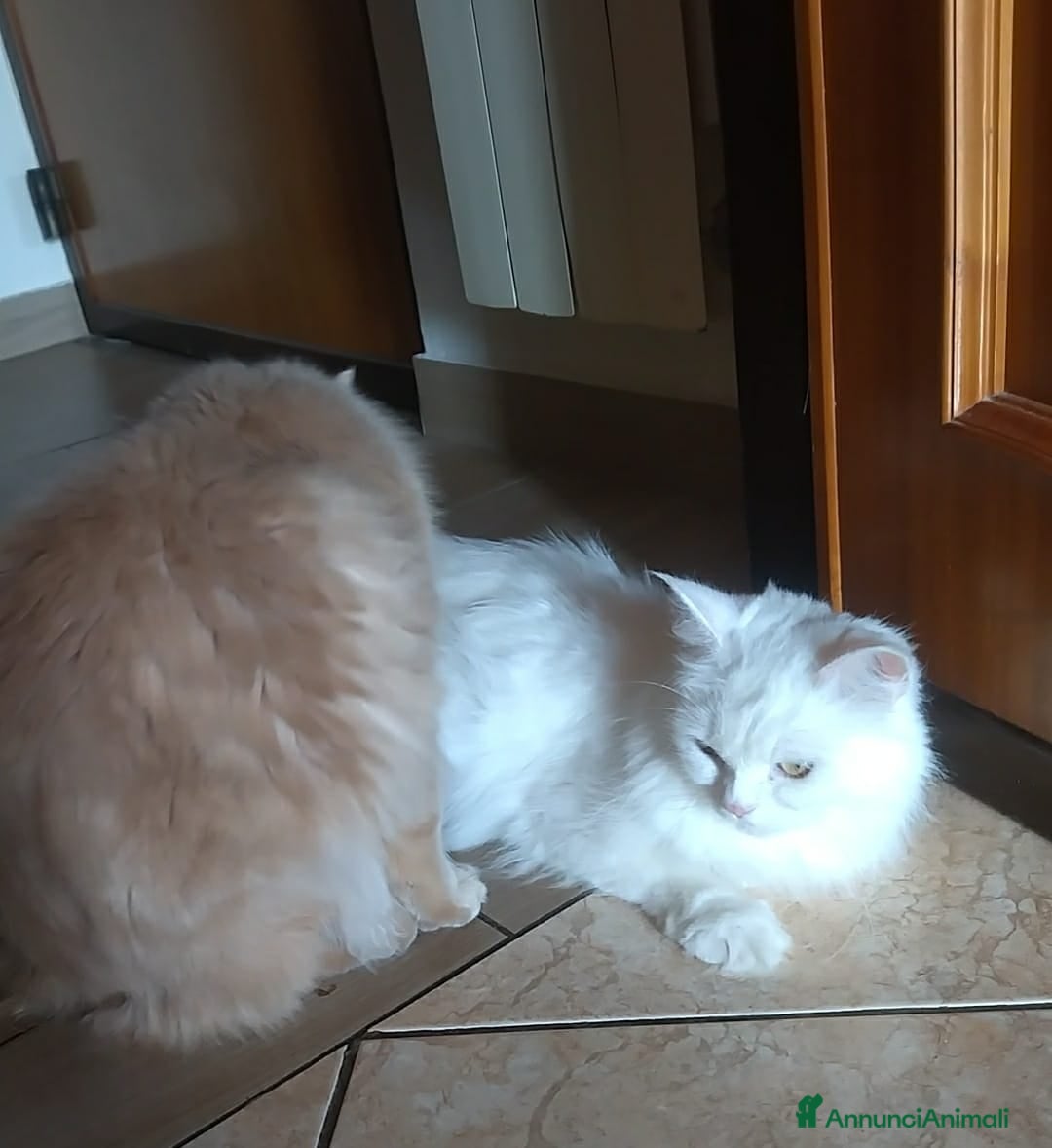 Angora turco gatti CUCCIOLATA DI ANGORA TURCO  - Annuncio 1