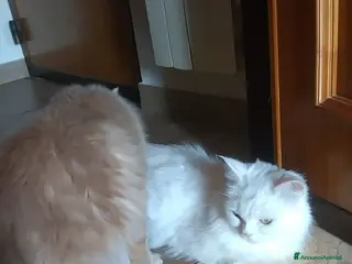 Angora turco gatti CUCCIOLATA DI ANGORA TURCO - Annuncio 1