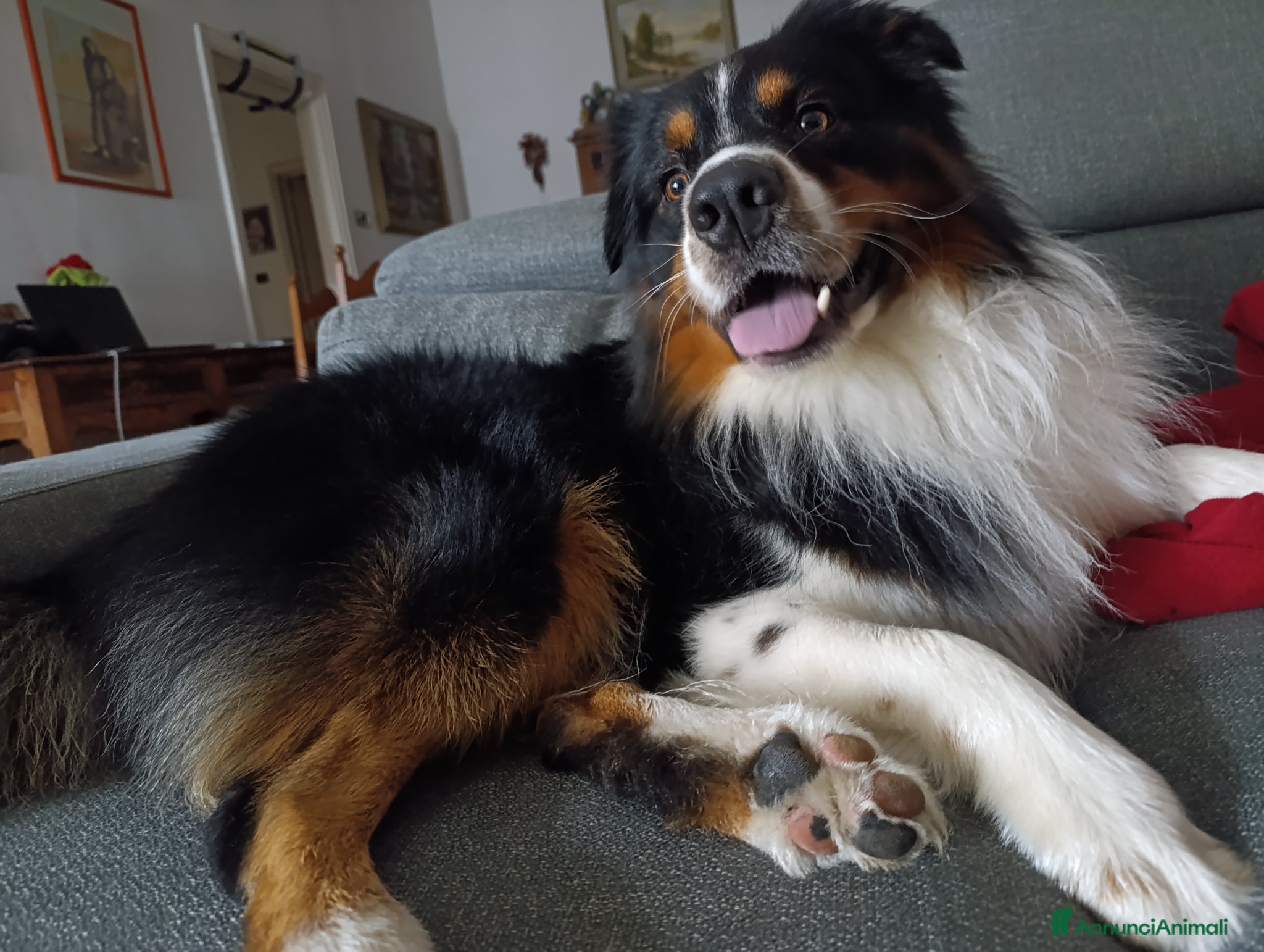 Australian Shepherd cani Pastore australiano per monta - Annuncio 1