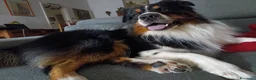 Australian Shepherd cani per accoppiamento: Pastore australiano per monta a Provincia di Vibo Valentia - Annuncio 1