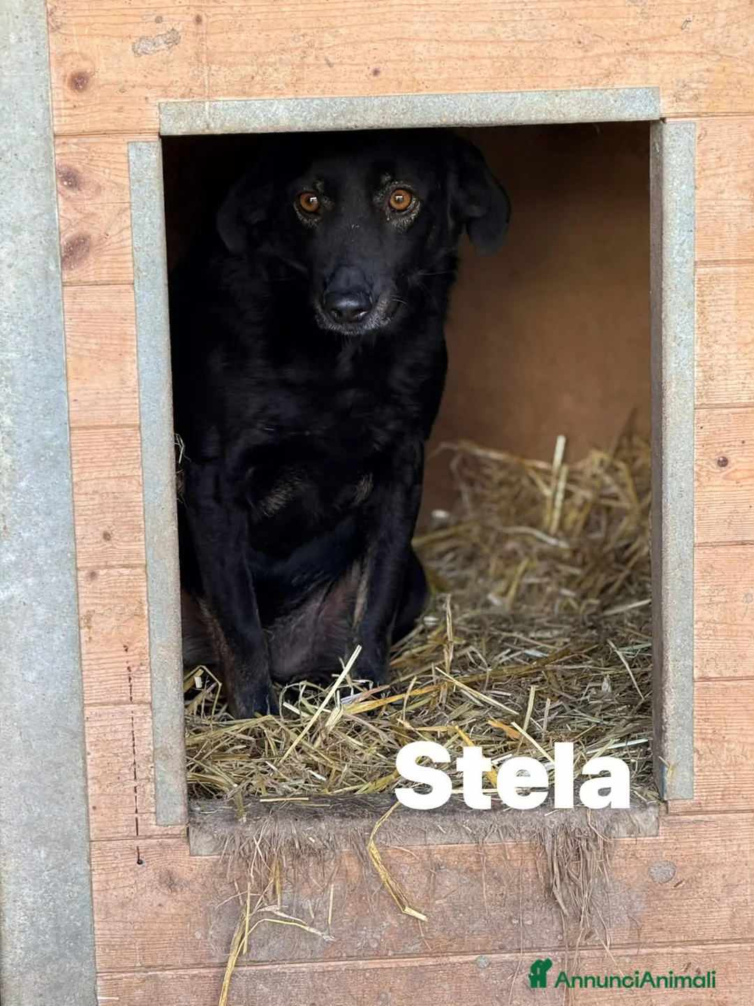 Meticcio cani in regalo: STELLA, nanetta dolce da morire! - Annuncio 3