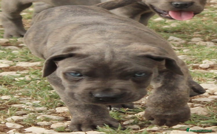 Cane Corso cani - Annuncio 5