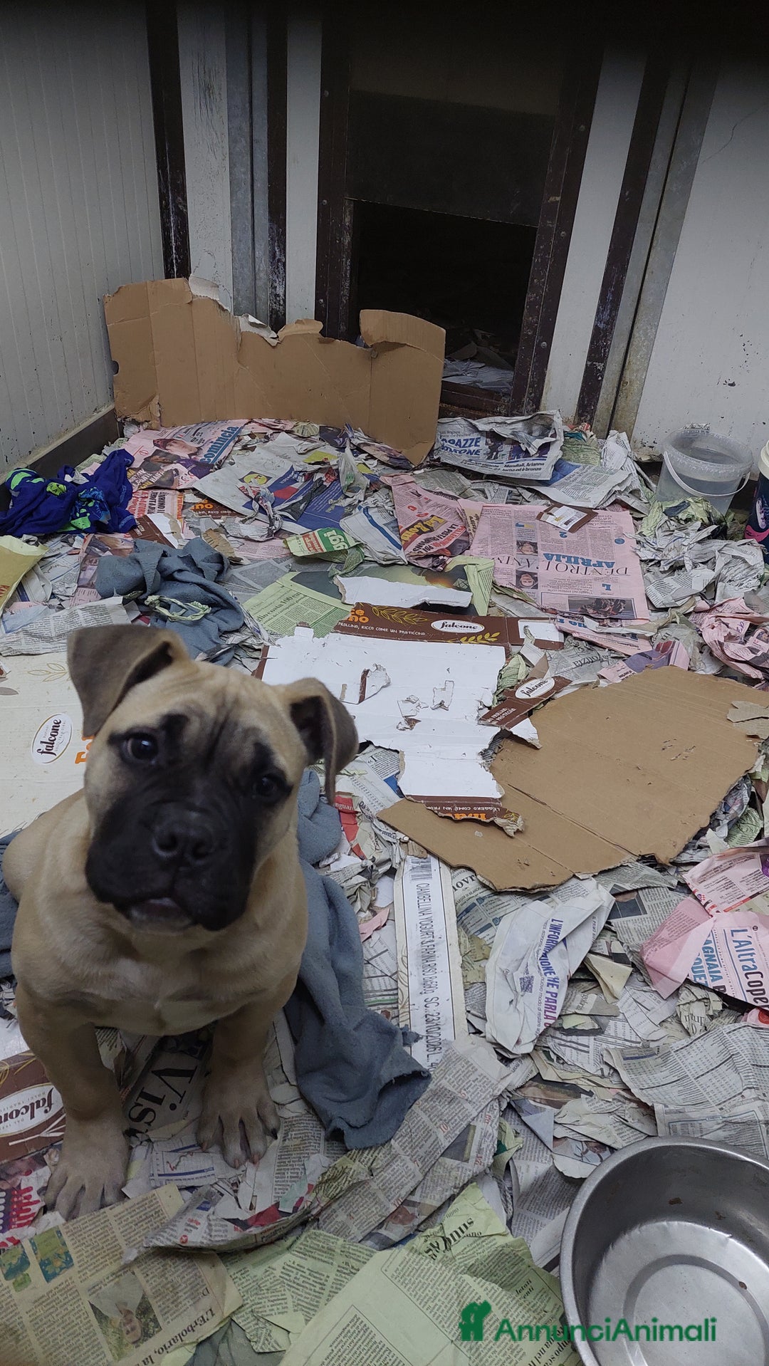 American Bully cani in vendita: American bully maschio - Annuncio 2