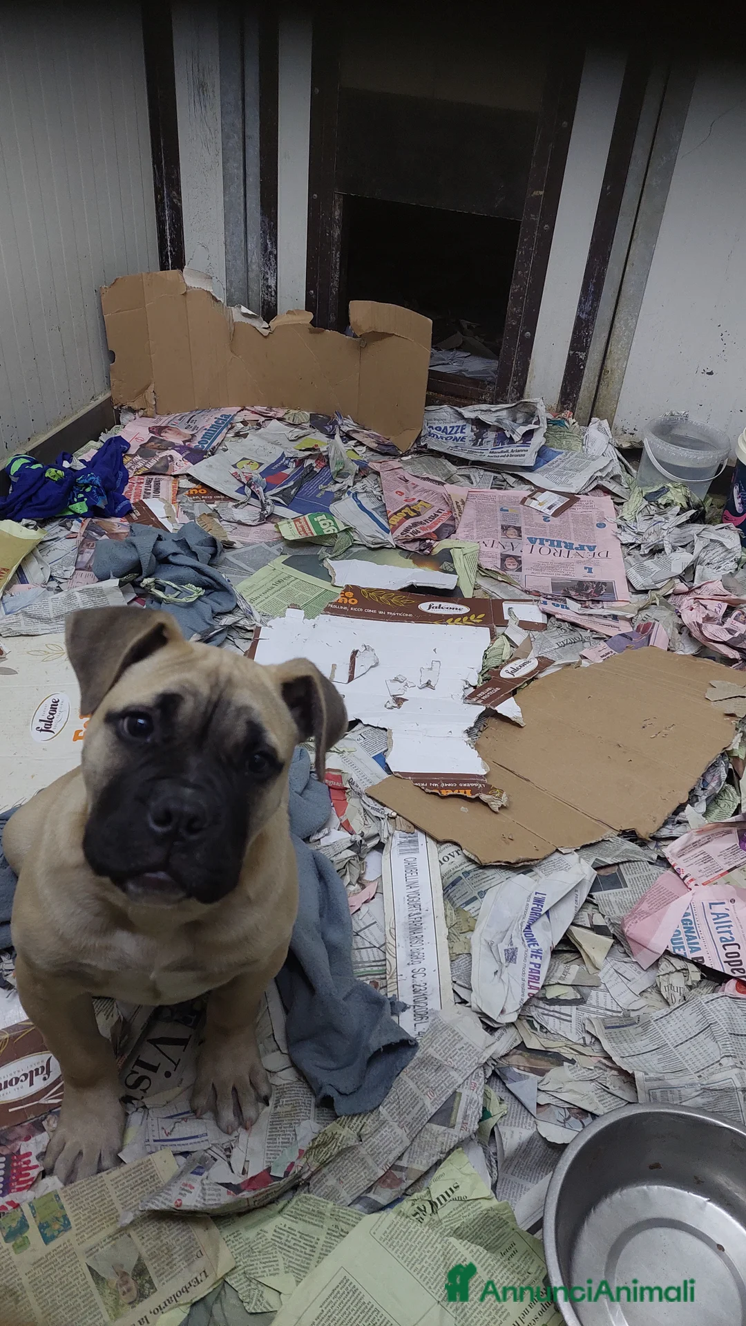 American Bully cani in vendita: American bully maschio - Annuncio 2