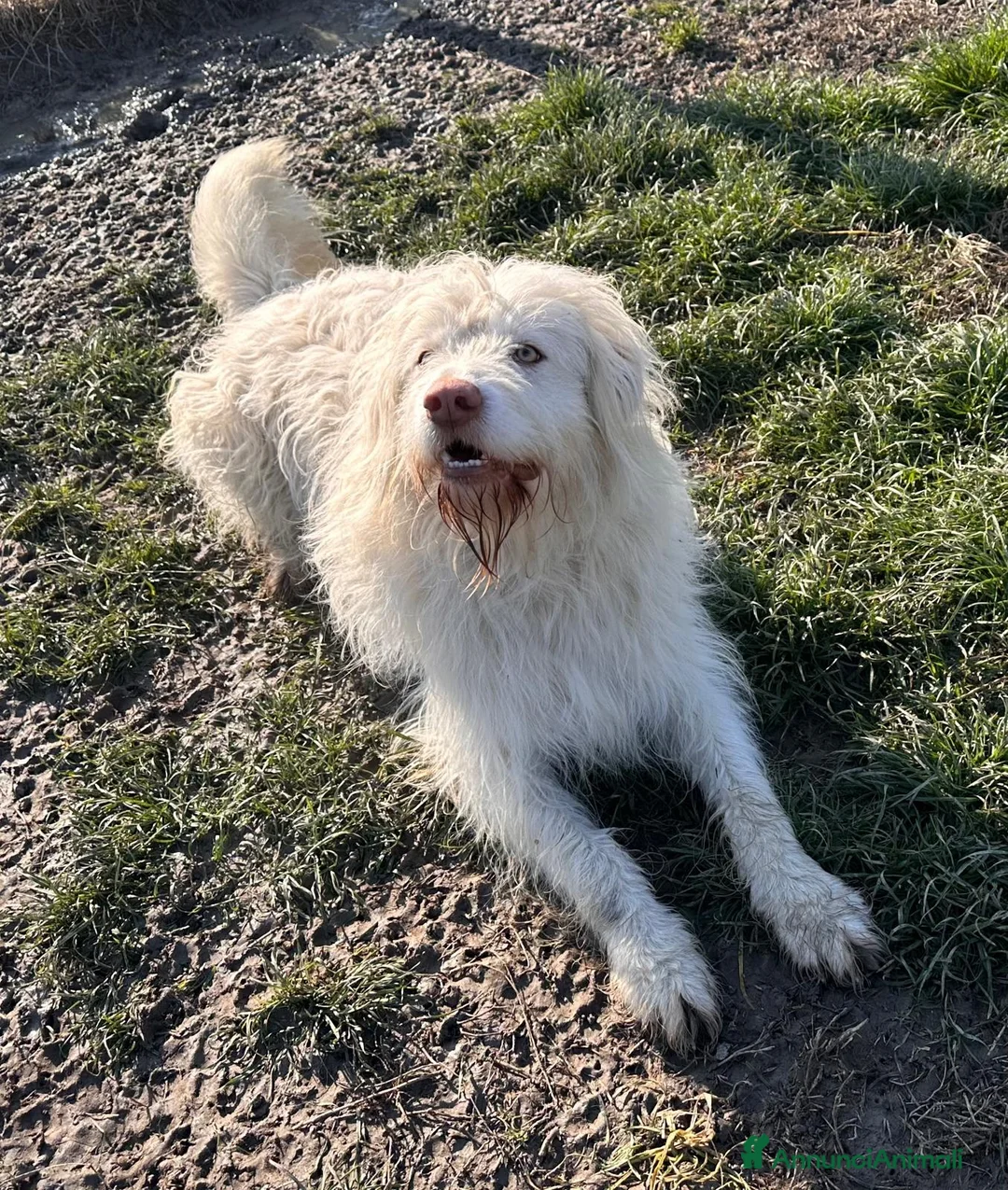 Meticcio cani in regalo: BUTTATO VIA DALLA SUA FAMIGLIA  - Annuncio 3