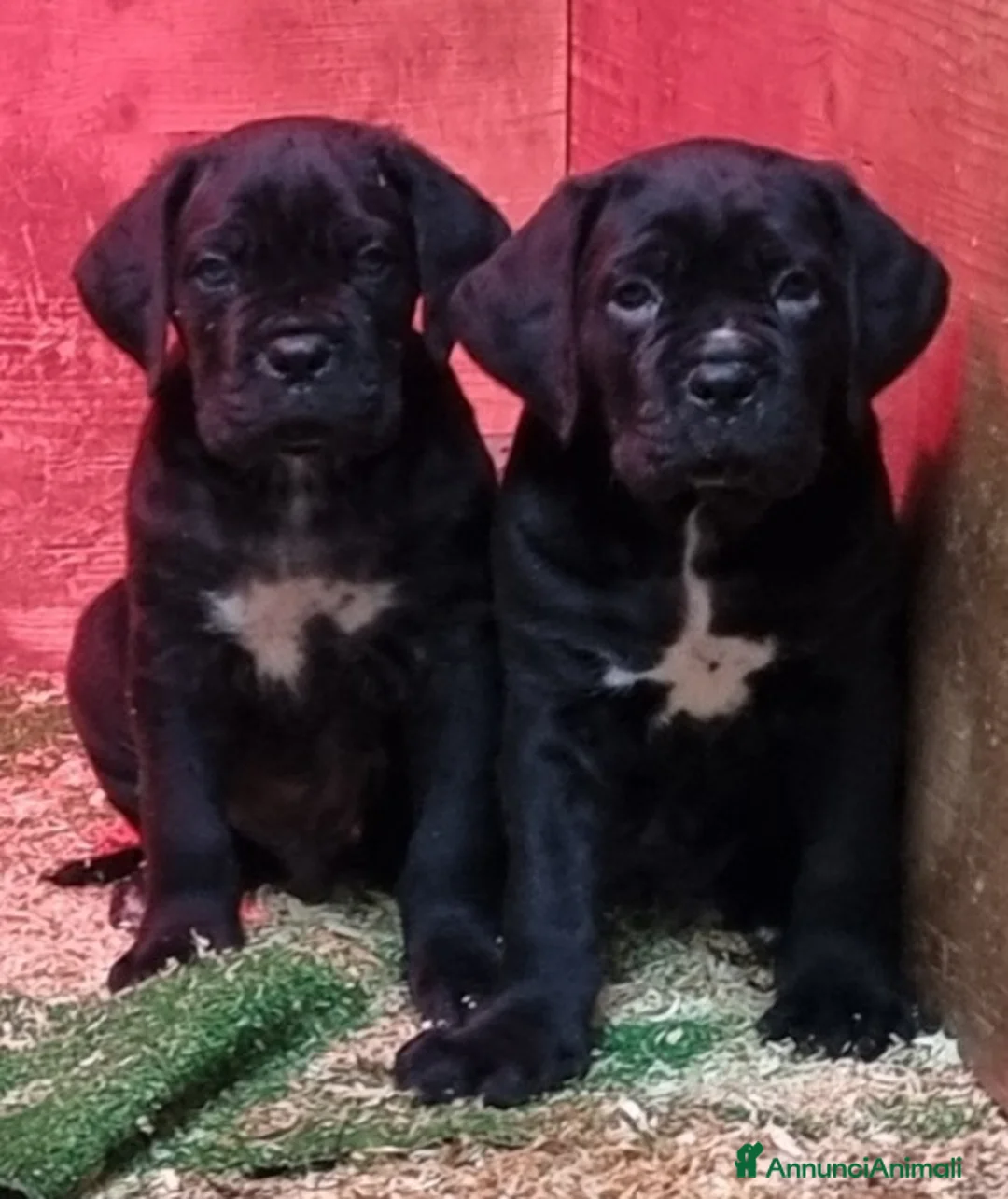 Immagine della galleria {{count}}