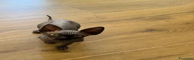 Sphynx Gattino 2