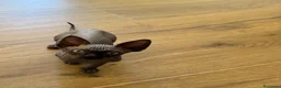 Sphynx gatti in vendita: Cuccioli di Sphynx a Provincia di Cuneo - Annuncio 6