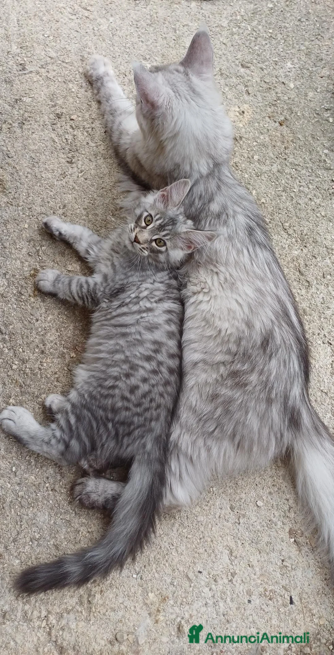 Maine Coon gatti in vendita: Meravigliose cucciole di Maine Coon linea russa  - Annuncio 7