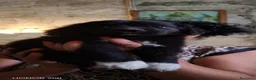 Meticcio cani in regalo: 3 mesi, 1 maschio e 2 femmine dolcissimi - Annuncio 4