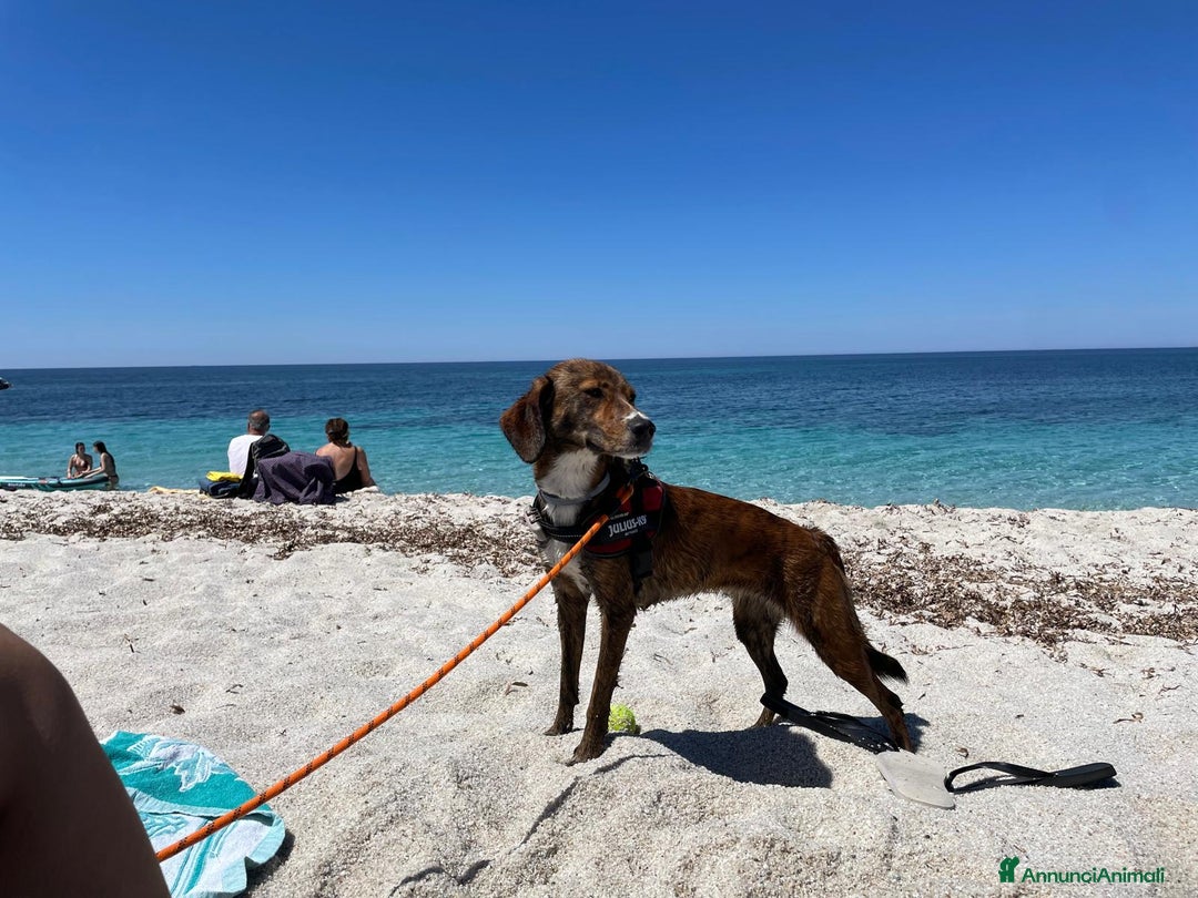 Segugio Maremmano cani per accoppiamento: Vega cerca un compagno per accoppiamento a Città Metropolitana di Torino - Immagine 5