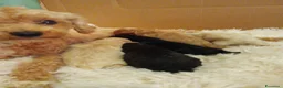 Barboncino cani in vendita: Barboncini Toy/nani - Annuncio 1