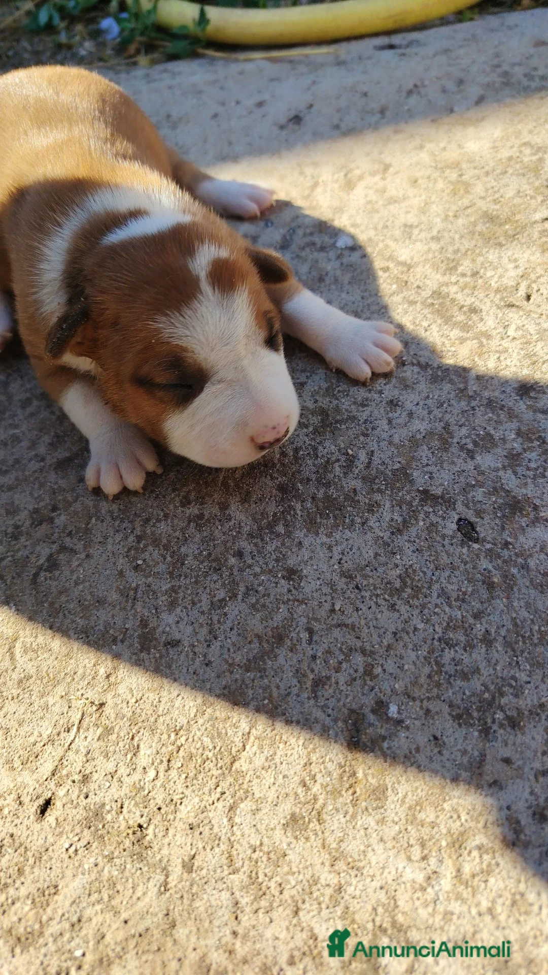 American Staffordshire cani in vendita: American Staffordshire terrier a Provincia di Benevento - Annuncio 2