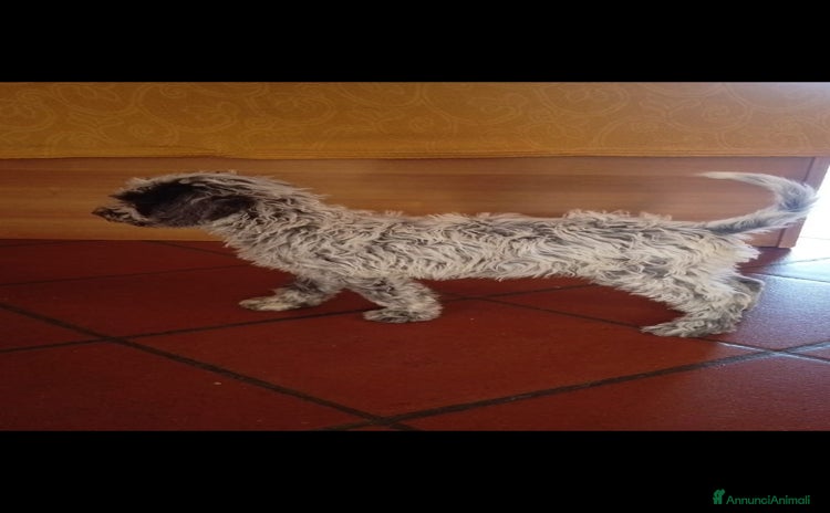 Lagotto cani a Provincia di Cosenza - Annuncio 2