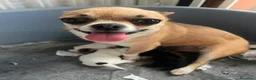 Chihuahua cani in vendita: Cuccioli di chihuahua toy  - Annuncio 10