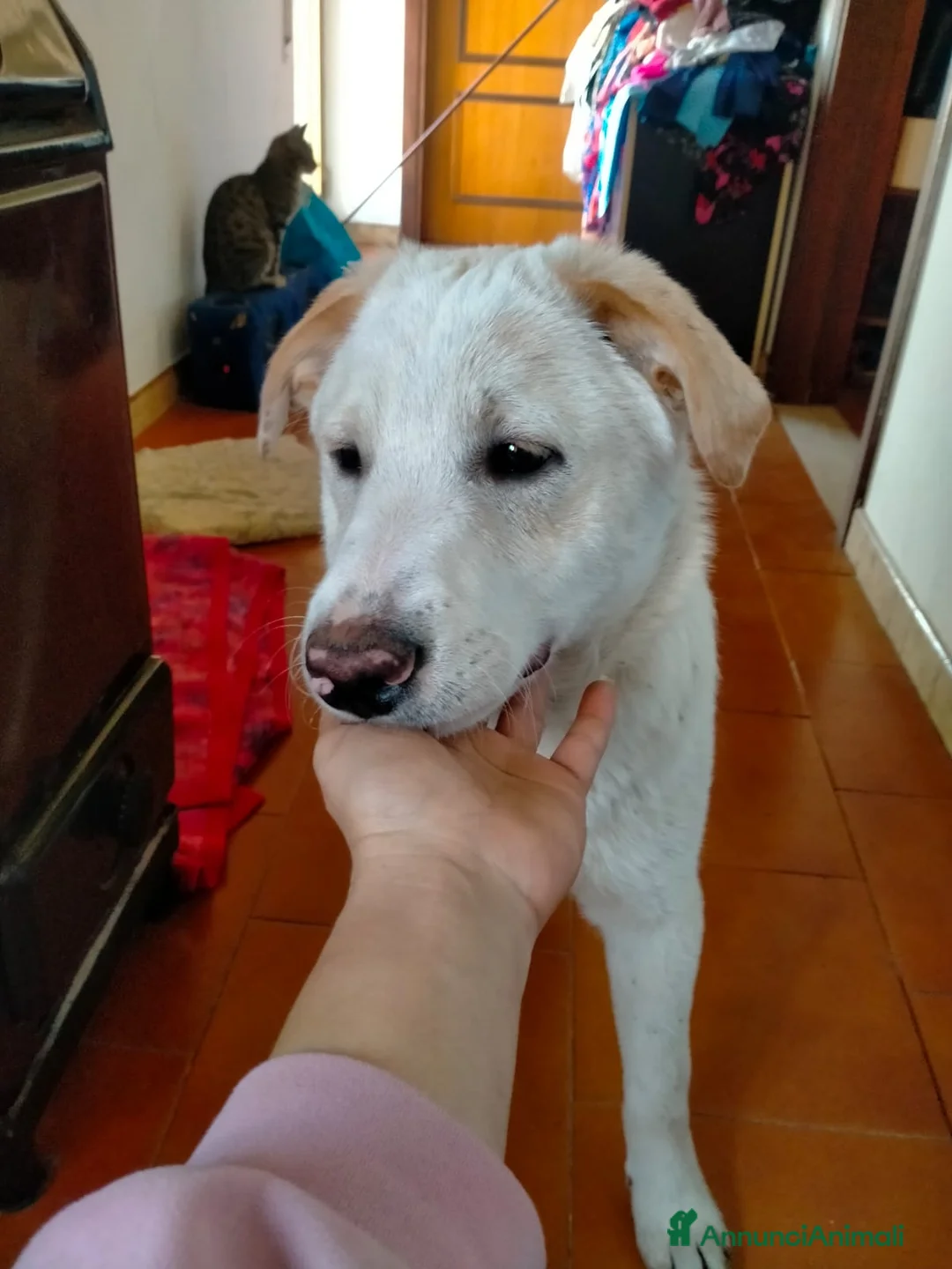 Meticcio cani in regalo: UNA MAMMA PER WILLY - Annuncio 8