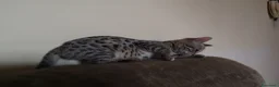 Bengala gatti in vendita: Gatto del Bengala cuccioli  - Annuncio 4