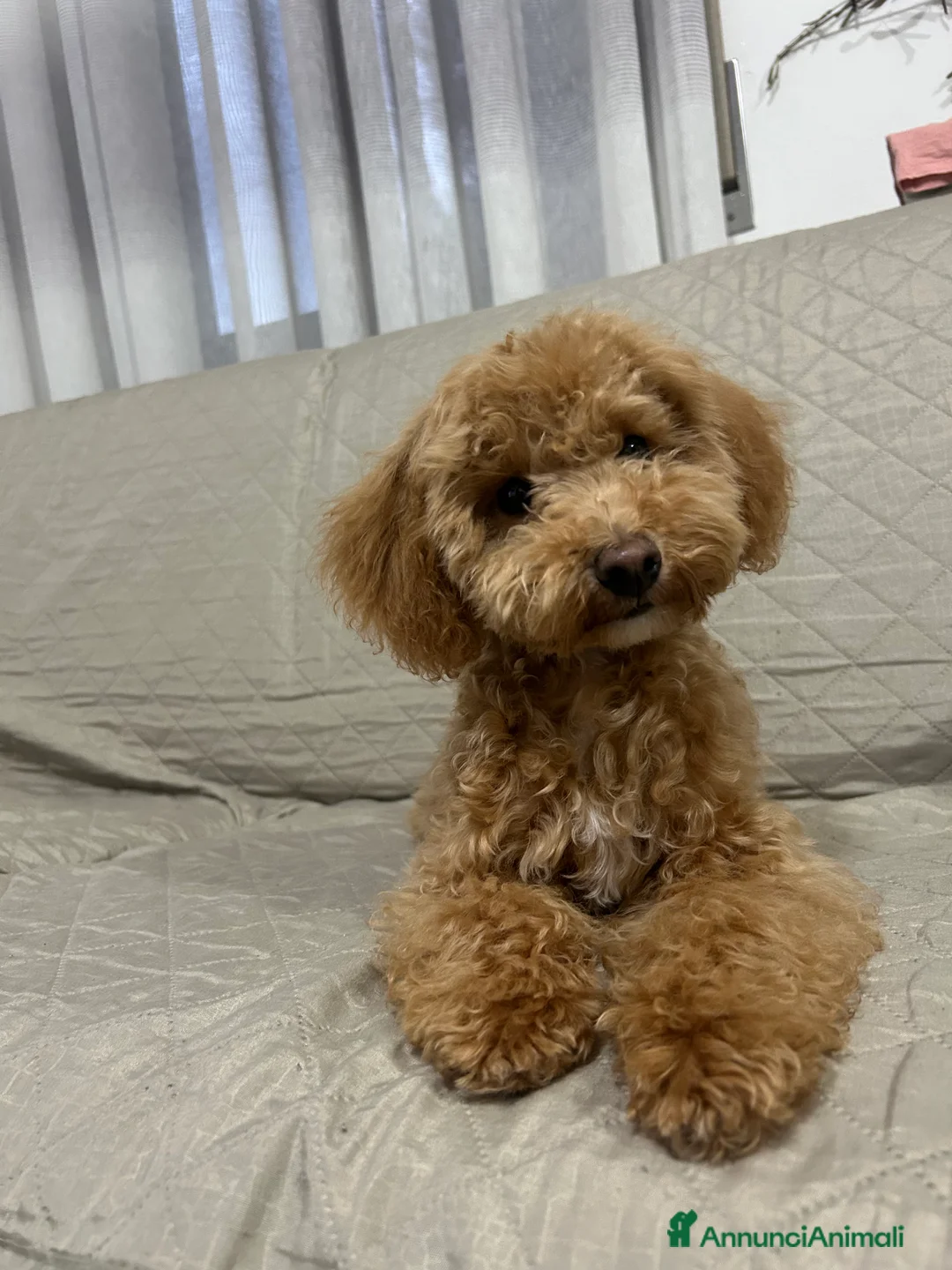 Barboncino Toy cani in vendita: Barboncina nano/toy - Annuncio 3