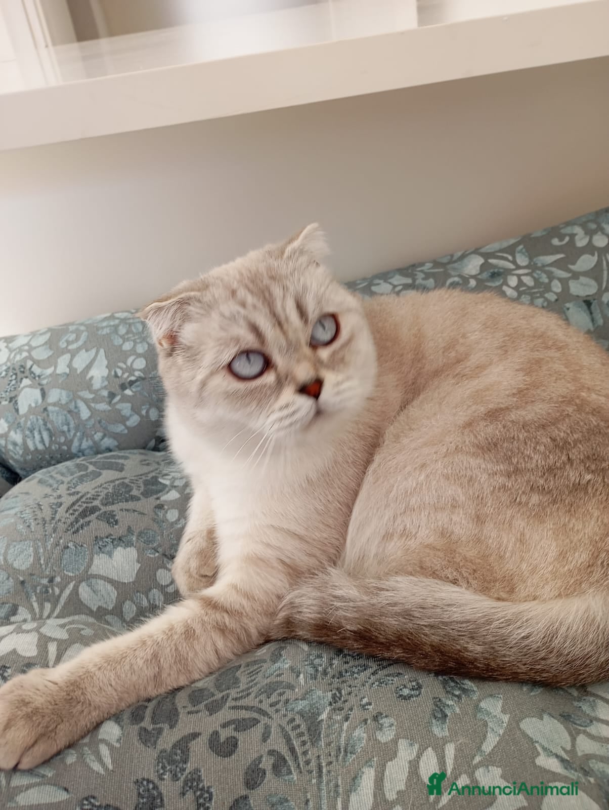 Scottish gatti Scottish golden lilac - Annuncio 4