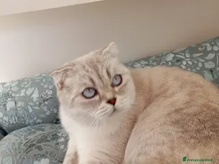 Scottish gatti Scottish golden lilac - Annuncio 4