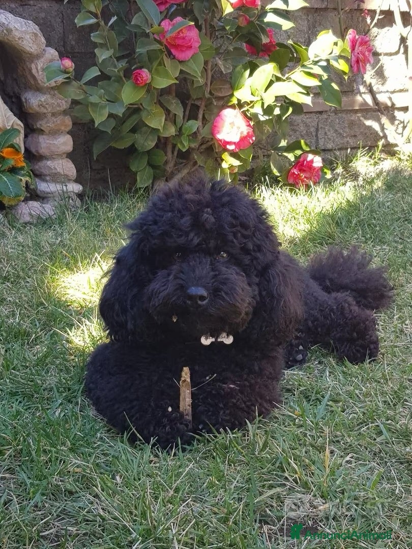 Coco