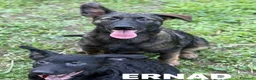 Meticcio cani in regalo: ERNAD, pastorino allegro e dolcissimo! TG MEDIA - Annuncio 3