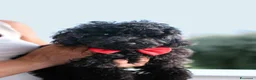 Barboncino cani in vendita: Barboncino nano nero a Provincia di Salerno - Annuncio 8