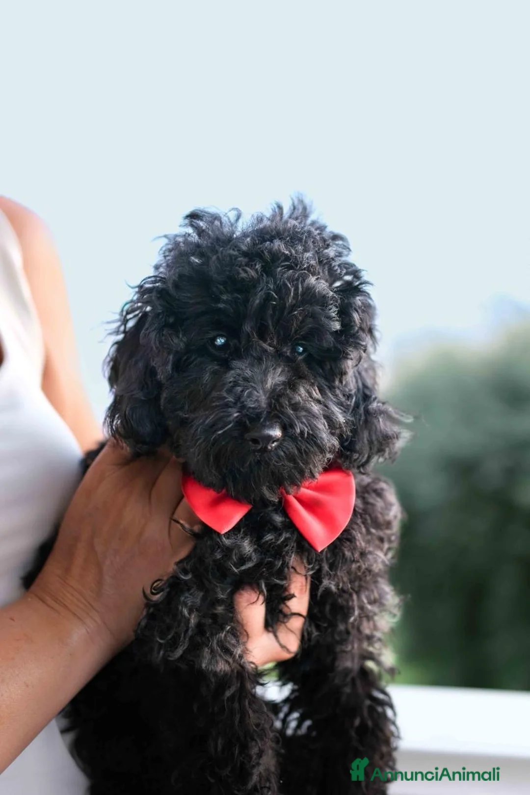 Barboncino cani in vendita: Barboncino nano nero a Provincia di Salerno - Annuncio 8