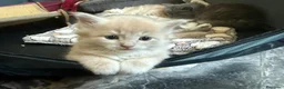 Siberiano gatti in vendita: Cuccioli - gattini Siberiani - Annuncio 4