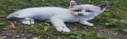 Meticcio gatti in regalo: Gattini  a Provincia di Brescia - Annuncio 3