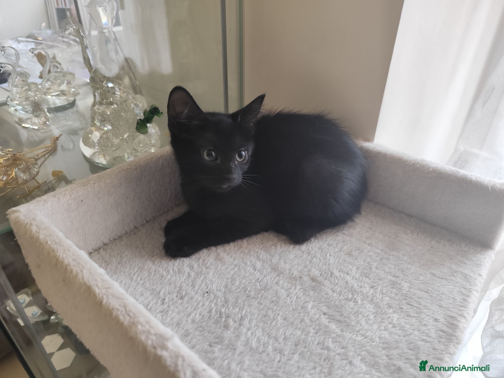 Europeo gatti Maschietto nero  - Annuncio 2