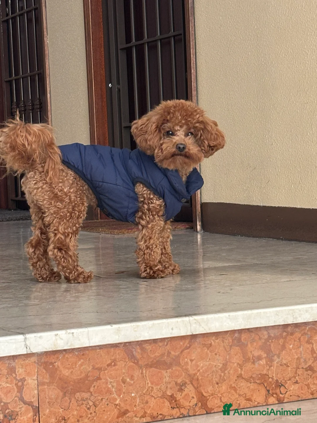 Barboncino Toy cani in vendita: Dino cerca casa  - Annuncio 1