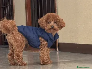 Barboncino Toy cani Dino cerca casa - Annuncio 1