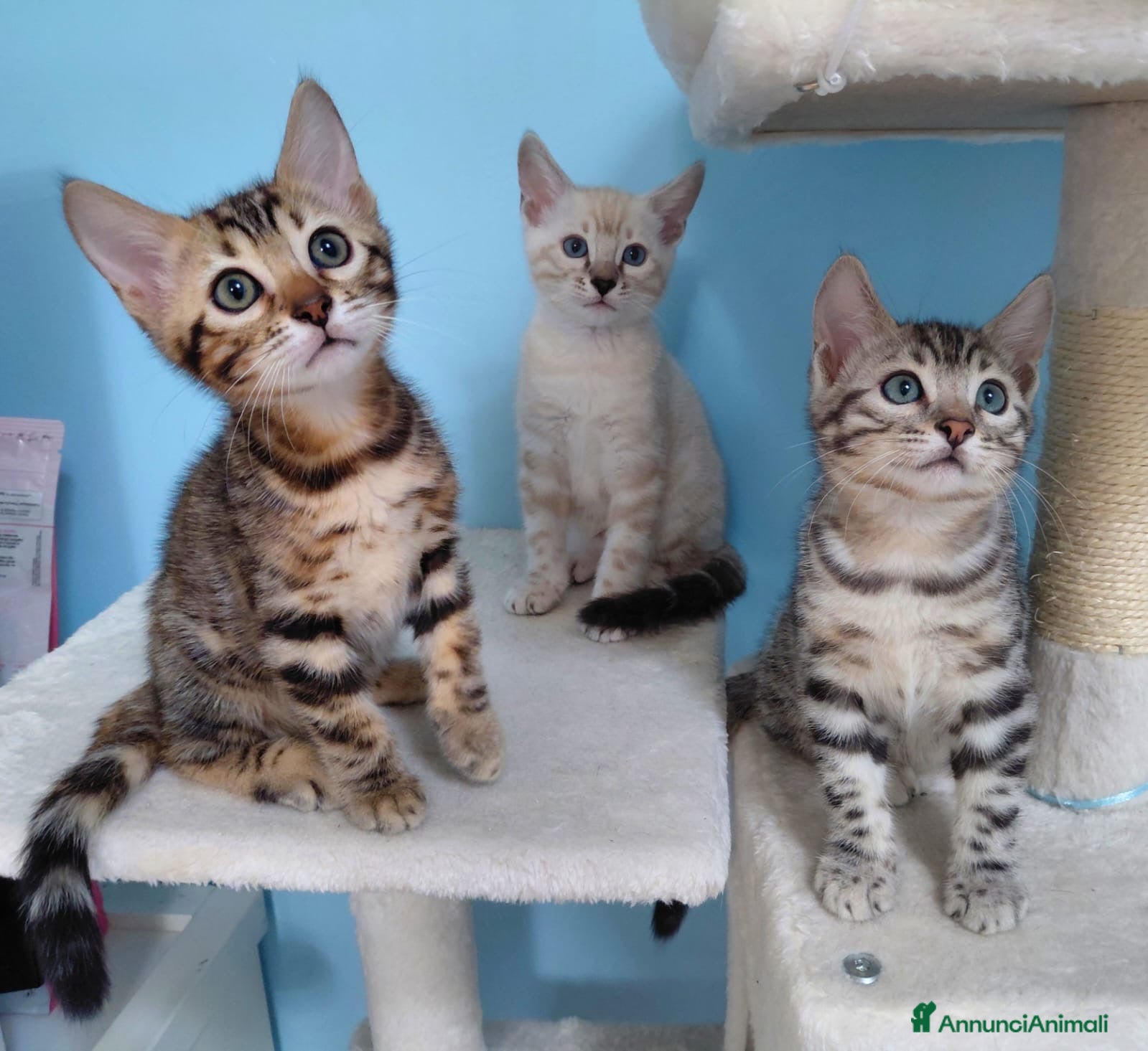 Bengala gatti Cucciole Bengala - Annuncio 1