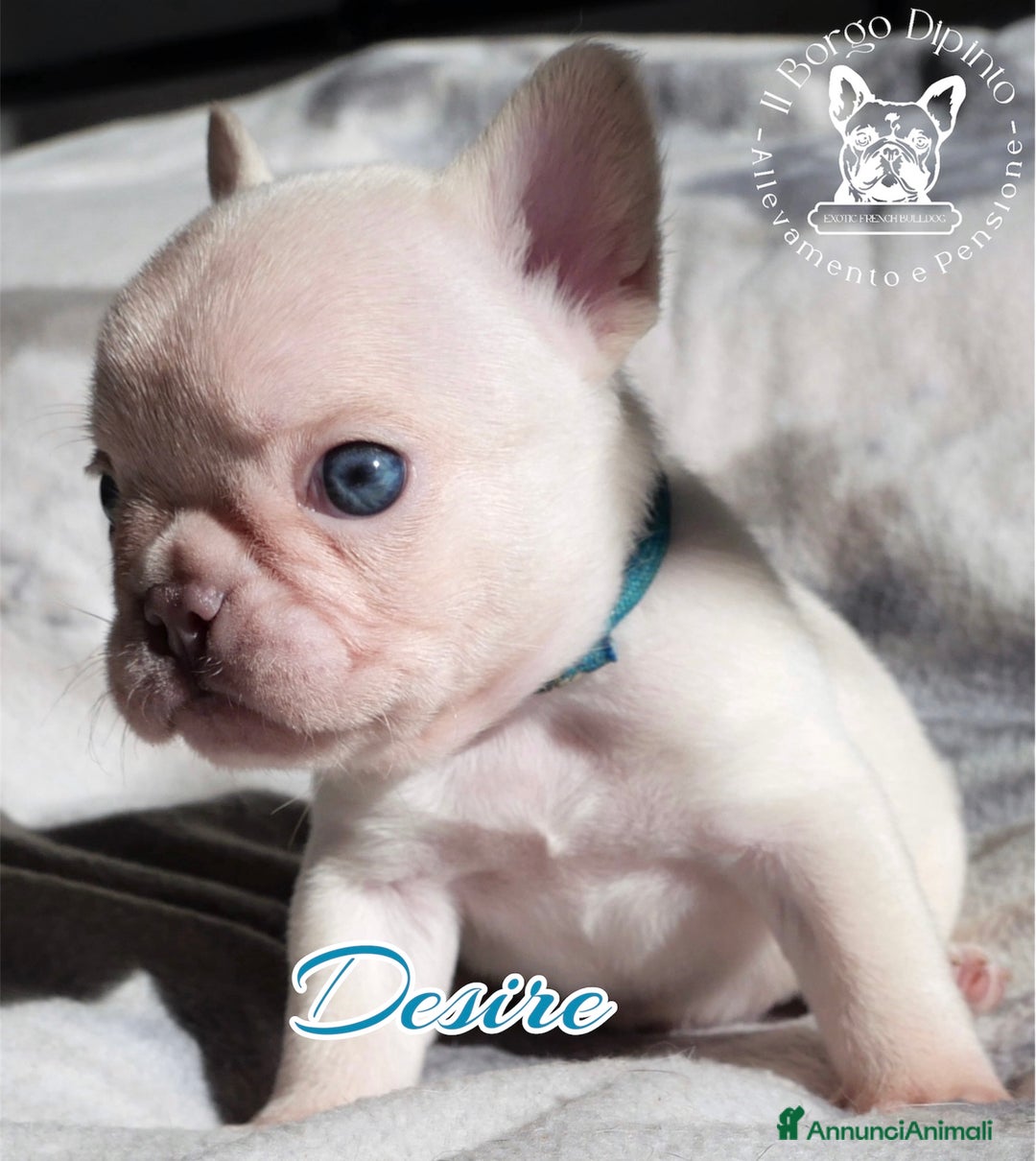 Bulldog Francese cani in vendita: Cuccioli bulldog francese esotico - Annuncio 5