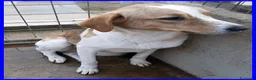 Meticcio cani in regalo: ROSE dolce triste patatina! - Annuncio 2
