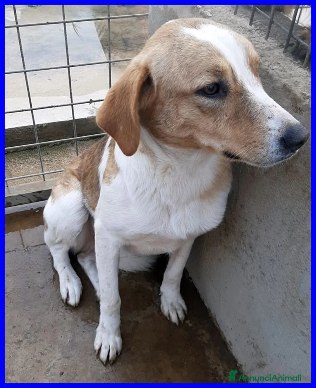 Meticcio cani in regalo: ROSE dolce triste patatina! - Annuncio 2