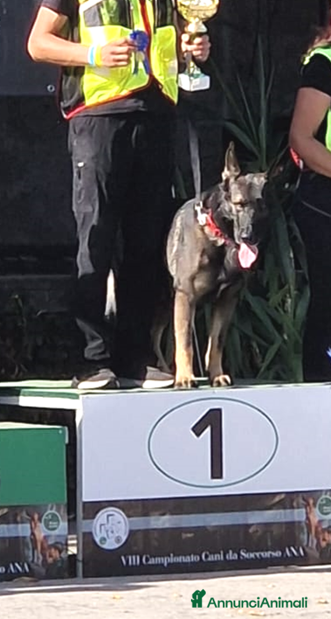 Pastore Tedesco cani per accoppiamento: Pastore Tedesco (Grigione) disponibile per monta  - Annuncio 4