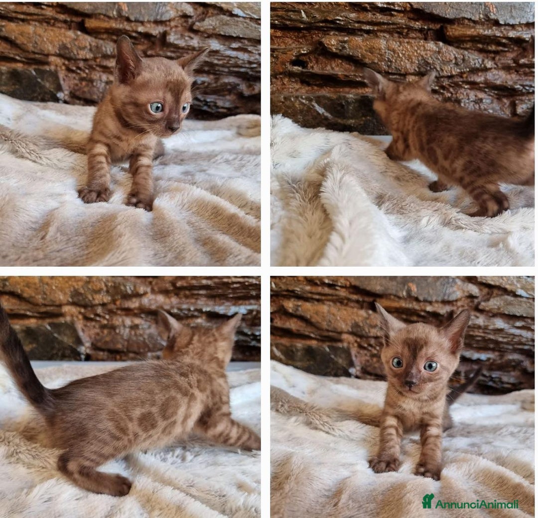 Bengala gatti in vendita: Cuccioli di bengala  - Annuncio 4