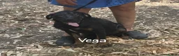 Meticcio cani in regalo: Vega cucciola cerca casa mix rottweiler corso - Annuncio 3